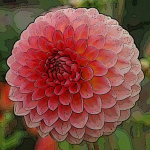 DAHLIA POMPON BALLE