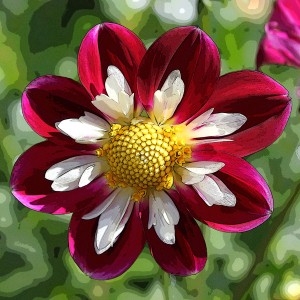 DAHLIA COLLERETTE
