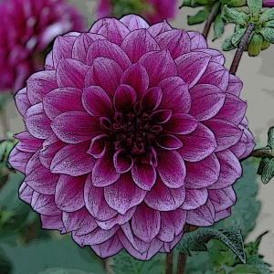 DAHLIA DECORATIF