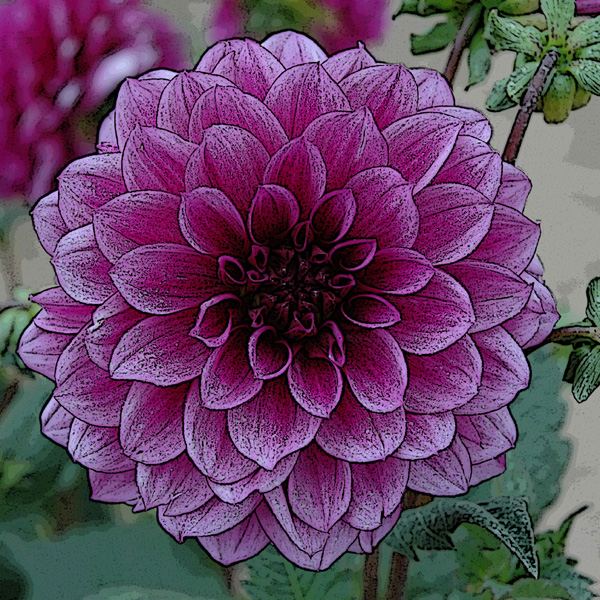 DAHLIA DECORATIF