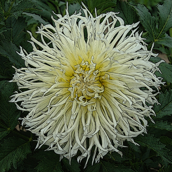 DAHLIA DENTELLE
