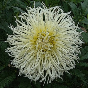 DAHLIA DENTELLE