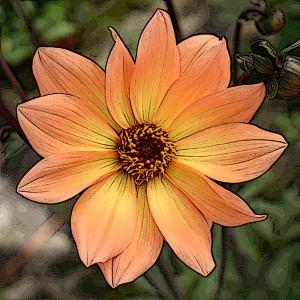 DAHLIA SIMPLE