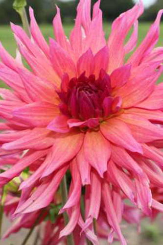 Dahlia cactus Lune de Miel