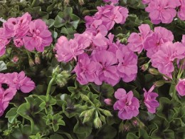 Toscana® BIG 5 Amethyst (Malva)