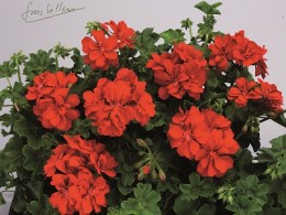 Toscana® BIG 5 Red (Red Devil)