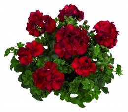 Toscana® Medio Dark Red (KAROLINA)
