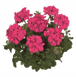 Toscana® Medio Hot Pink (RITA)