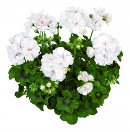 Toscana® Medio White (LONA)