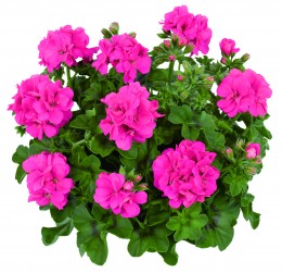 Toscana® Sunflair Pink (LINDA)