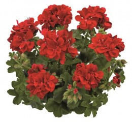 Toscana® Sunflair Red (PAULA)