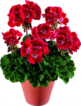 Toscana® Dolce Vita Red Eye (Hot Spot Kiss)