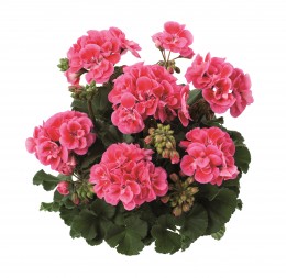 Toscana® Dolce Vita Rose Eye (Claudio)