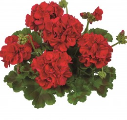 Toscana® Trend Dark Red