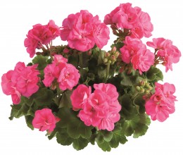 Toscana® Trend Hot Pink (Hanna)