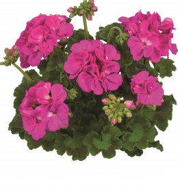 Toscana® Trend Lilac (Lavender Nova)