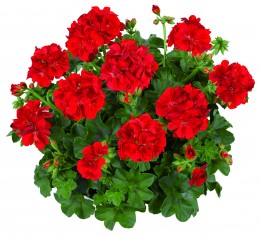 Toscana® MEDIO Red (Gabry)