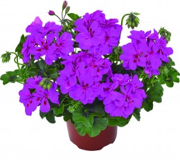 Toscana® MOONFLAIR Amethyst
