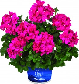 Toscana® MOONFLAIR Dark Pink