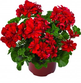 Toscana® MOONFLAIR Red