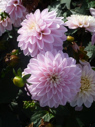 ROSE DES SABLES ®