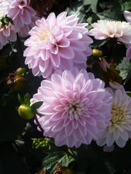 ROSE DES SABLES ®