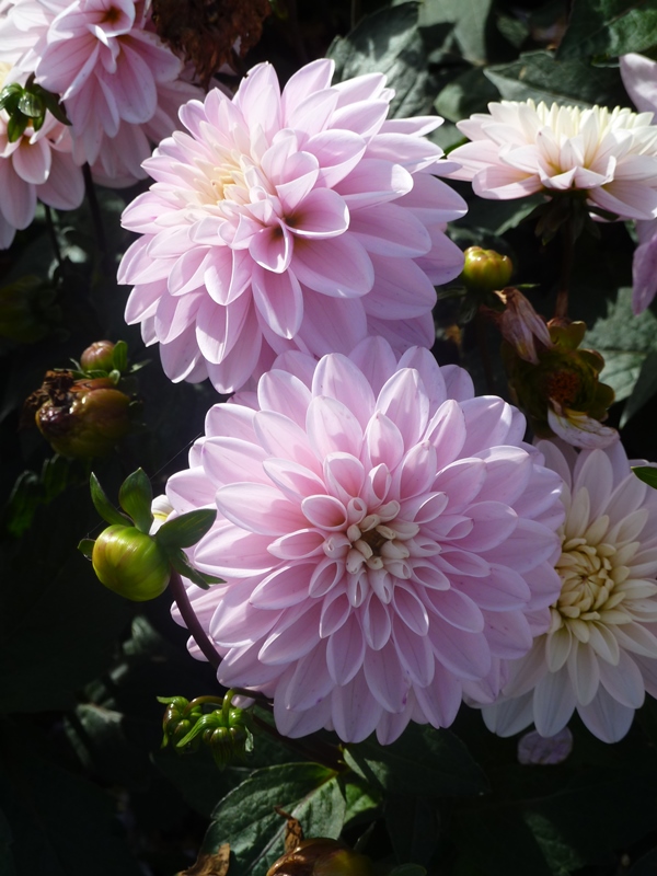 ROSE DES SABLES ®