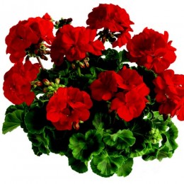 Toscana® Smart Red